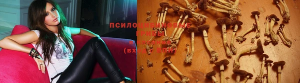 сатива Беломорск